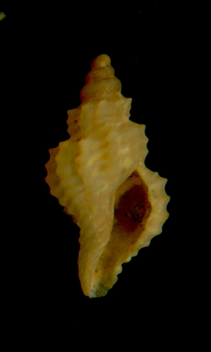 Pleurotomella eurybrocha